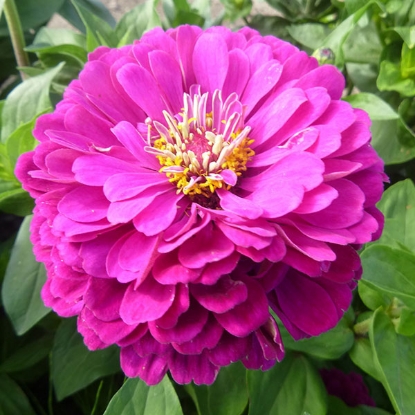 Picture of Zinnia Elegans - Purple Prince
